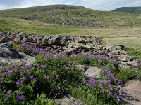 Geranium ruprechtii 3, Saxifraga-Ed Stikvoort