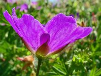 Geranium sanguineum 50, Bloedooievaarsbek, Saxifraga-Hans Grotenhuis