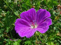 Geranium sanguineum 55, Bloedooievaarsbek, Saxifraga-Hans Grotenhuis