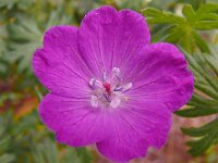 Geranium sanguineum 56, Bloedooievaarsbek, Saxifraga-Hans Grotenhuis
