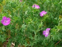 Geranium sanguineum 57, Bloedooievaarsbek, Saxifraga-Hans Grotenhuis