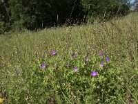 Geranium sanguineum 59, Bloedooievaarsbek, Saxifraga-Willem van Kruijsbergen