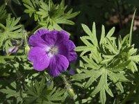 Geranium sanguineum 60, Bloedooievaarsbek, Saxifraga-Willem van Kruijsbergen