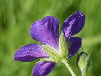 Geranium sylvaticum 44, Bosooievaarsbek, Saxifraga-Sonja Bouwman  Bosooievaarsbek - Geranium sylvaticum - Geraniaceae familie