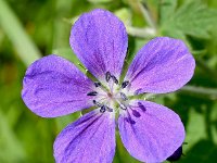 Geranium sylvaticum 46, Bosooievaarsbek, Saxifraga-Sonja Bouwman  Bosooievaarsbek - Geranium sylvaticum - Geraniaceae familie; Val Sinestra (Zw)