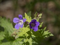 Geranium sylvaticum 47. Bosooievaarsbek, Saxifraga-Willem van Kruijsbergen