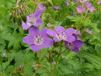 Geranium sylvaticum 50, Bosooievaarsbek, Saxifraga-Hans Grotenhuis