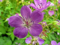 Geranium sylvaticum 51, Bosooievaarsbek, Saxifraga-Hans Grotenhuis