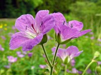 Geranium sylvaticum 53, Bosooievaarsbek, Saxifraga-Hans Grotenhuis