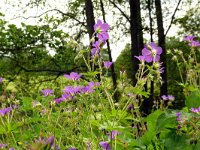 Geranium sylvaticum 54, Bosooievaarsbek, Saxifraga-Hans Grotenhuis