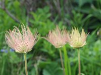 Geum montanum 10, Saxifraga-Jeroen Willemsen