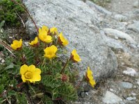 Geum montanum 12, Saxifraga-Jeroen Willemsen