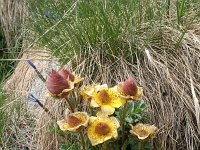 Geum montanum 13, Saxifraga-Jeroen Willemsen