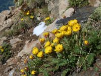 Geum montanum 14, Saxifraga-Jeroen Willemsen