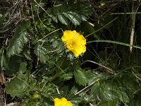 Geum montanum 15, Saxifraga-Willem van Kruijsbergen