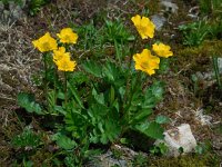 Geum montanum 17, Saxifraga-Ed Stikvoort