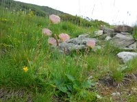 Geum montanum 18, Saxifraga-Ed Stikvoort