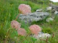 Geum montanum 19, Saxifraga-Ed Stikvoort