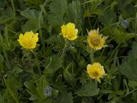 Geum montanum 2, Saxifraga-Willem van Kruijsbergen