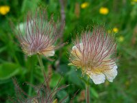 Geum montanum 20, Saxifraga-Ed Stikvoort