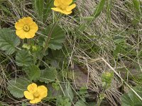 Geum montanum 21, Saxifraga-Willem van Kruijsbergen