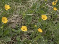 Geum montanum 22, Saxifraga-Willem van Kruijsbergen