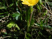 Geum montanum 24, Saxifraga-Rutger Barendse