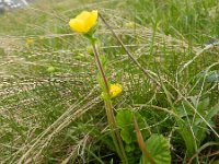 Geum montanum 25, Saxifraga-Rutger Barendse