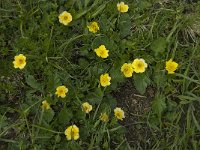 Geum montanum 3, Saxifraga-Willem van Kruijsbergen