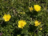 Geum montanum 4, Saxifraga-Willem van Kruijsbergen