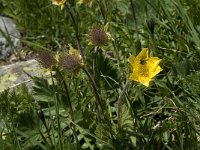 Geum montanum 6, Saxifraga-Willem van Kruijsbergen