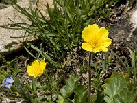 Geum montanum 7, Saxifraga-Willem van Kruijsbergen