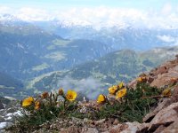 Geum montanum 9, Saxifraga-Jeroen Willemsen