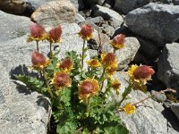 Geum reptans 17, Saxifraga-Harry Jans