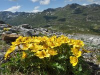 Geum reptans 18, Saxifraga-Harry Jans