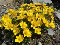 Geum reptans 20, Saxifraga-Harry Jans