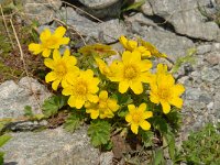 Geum reptans 24, Saxifraga-Luuk Vermeer