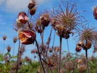 Geum rivale 51, Knikkend nagelkruid, Saxifraga-Ed Stikvoort