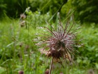 Geum rivale 52, Knikkend nagelkruid, Saxifraga-Ed Stikvoort