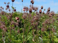 Geum rivale 53, Knikkend nagelkruid, Saxifraga-Ed Stikvoort