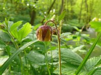 Geum rivale 62, Knikkend nagelkruid, Saxifraga-Hans Grotenhuis