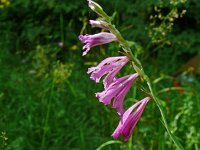 Gladiolus imbricatus