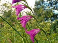 Gladiolus imbricatus 4, Saxifraga-Hans Grotenhuis