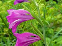 Gladiolus imbricatus 6, Saxifraga-Hans Grotenhuis