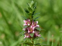 Glaux maritima 60, Melkkruid, Saxifraga-Sonja Bouwman  627. Melkkruid - Glaux maritima - Primulaceae familie (i)