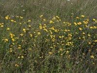 Glebionis segetum 21, Gele ganzenbloem, Saxifraga-Willem van Kruijsbergen