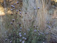 Globularia alypum 27, Saxifraga-Ed Stikvoort : Puig Campana