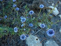 Globularia alypum 29, Saxifraga-Ed Stikvoort : Puig Campana