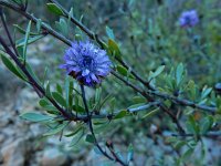 Globularia alypum 31, Saxifraga-Ed Stikvoort