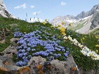 Globularia cordifolia 42, Saxifraga-Luuk Vermeer